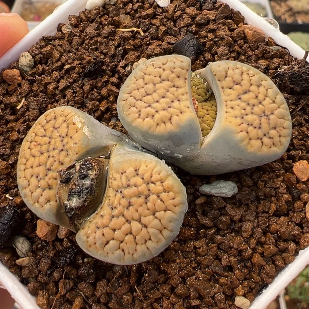 德州玫瑰多肉植物盆栽种植