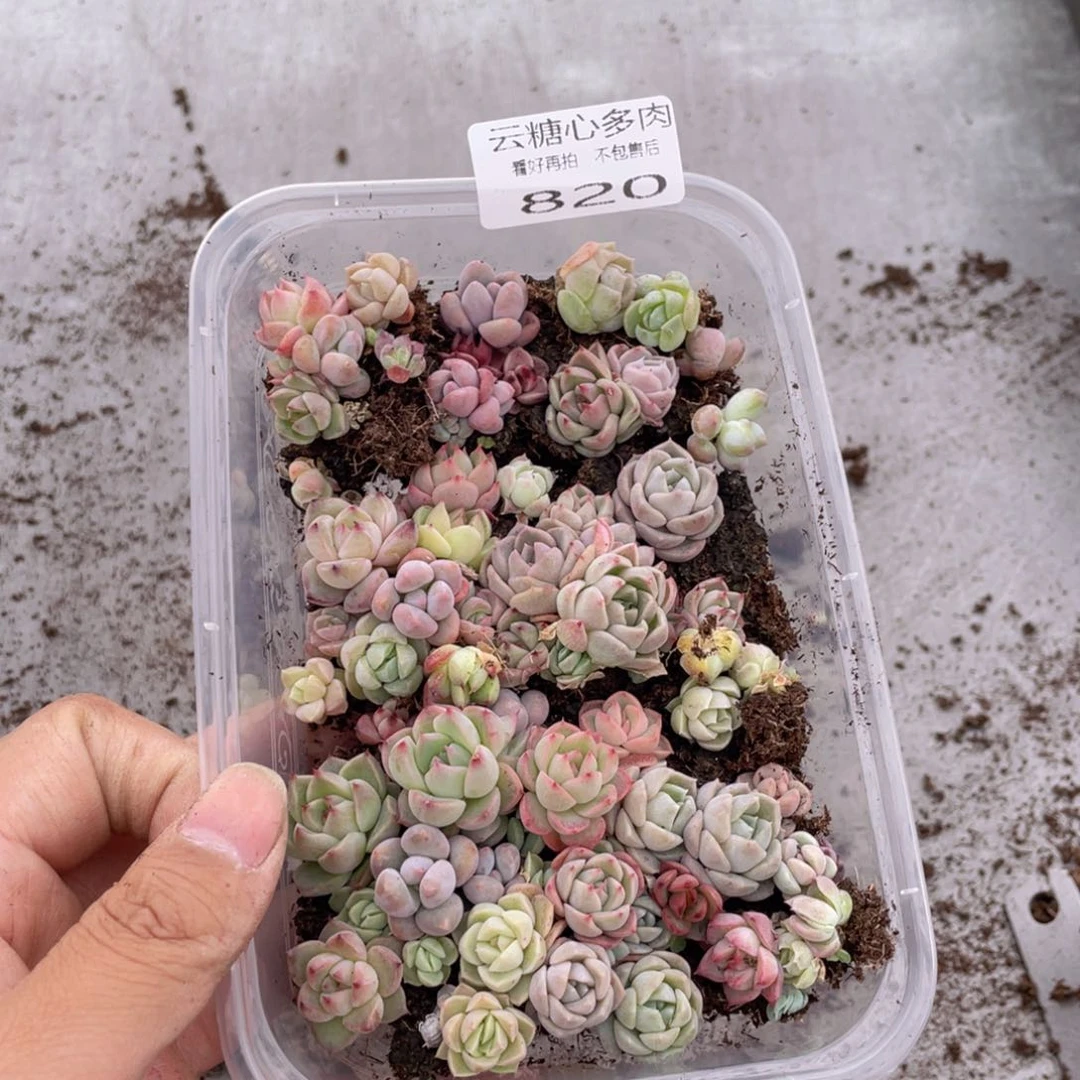 云糖心多肉植物820