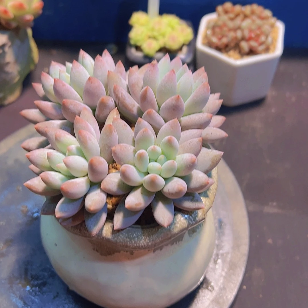 爱**?所罗门，裸根发货，