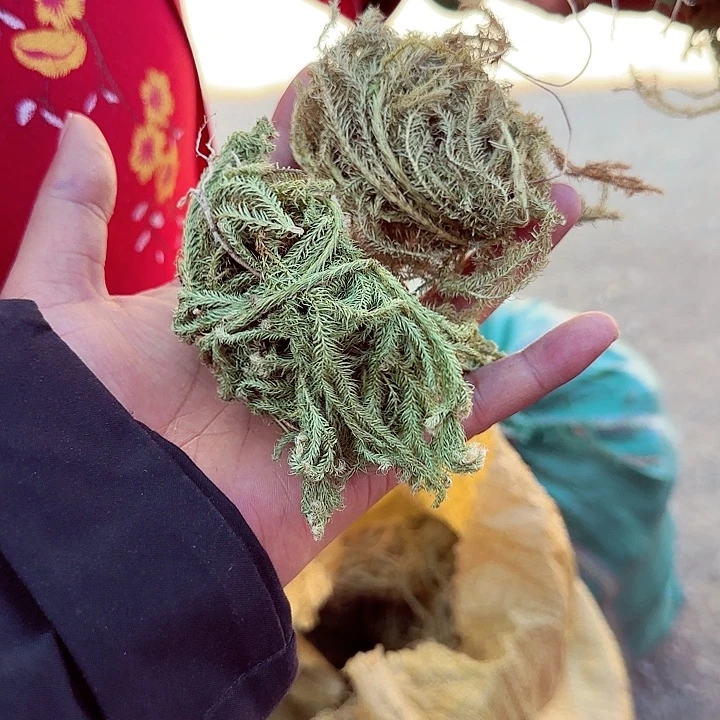 银杏果00伸筋草30个