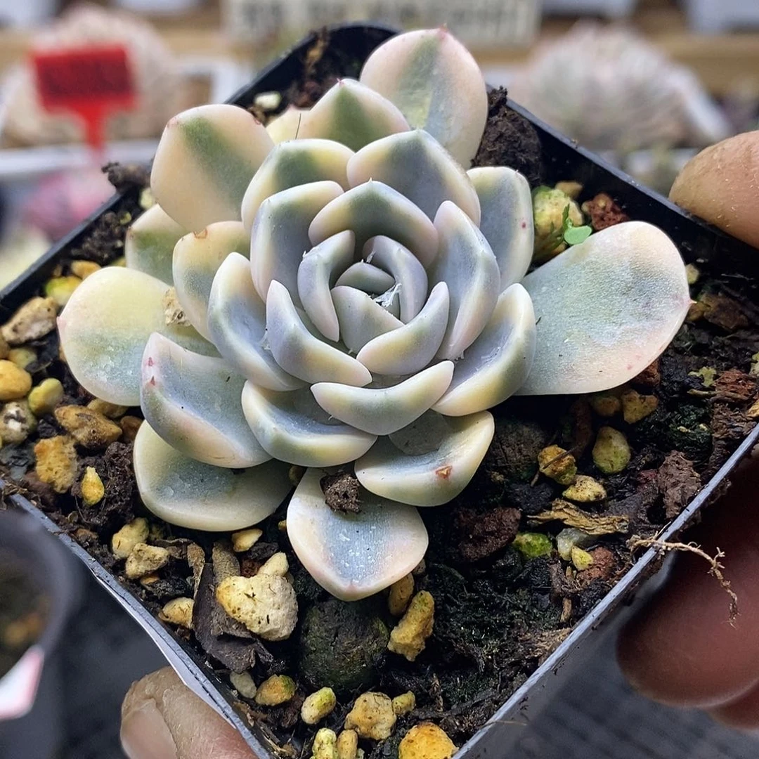 1489 小汉堡覆轮锦 需延时发货