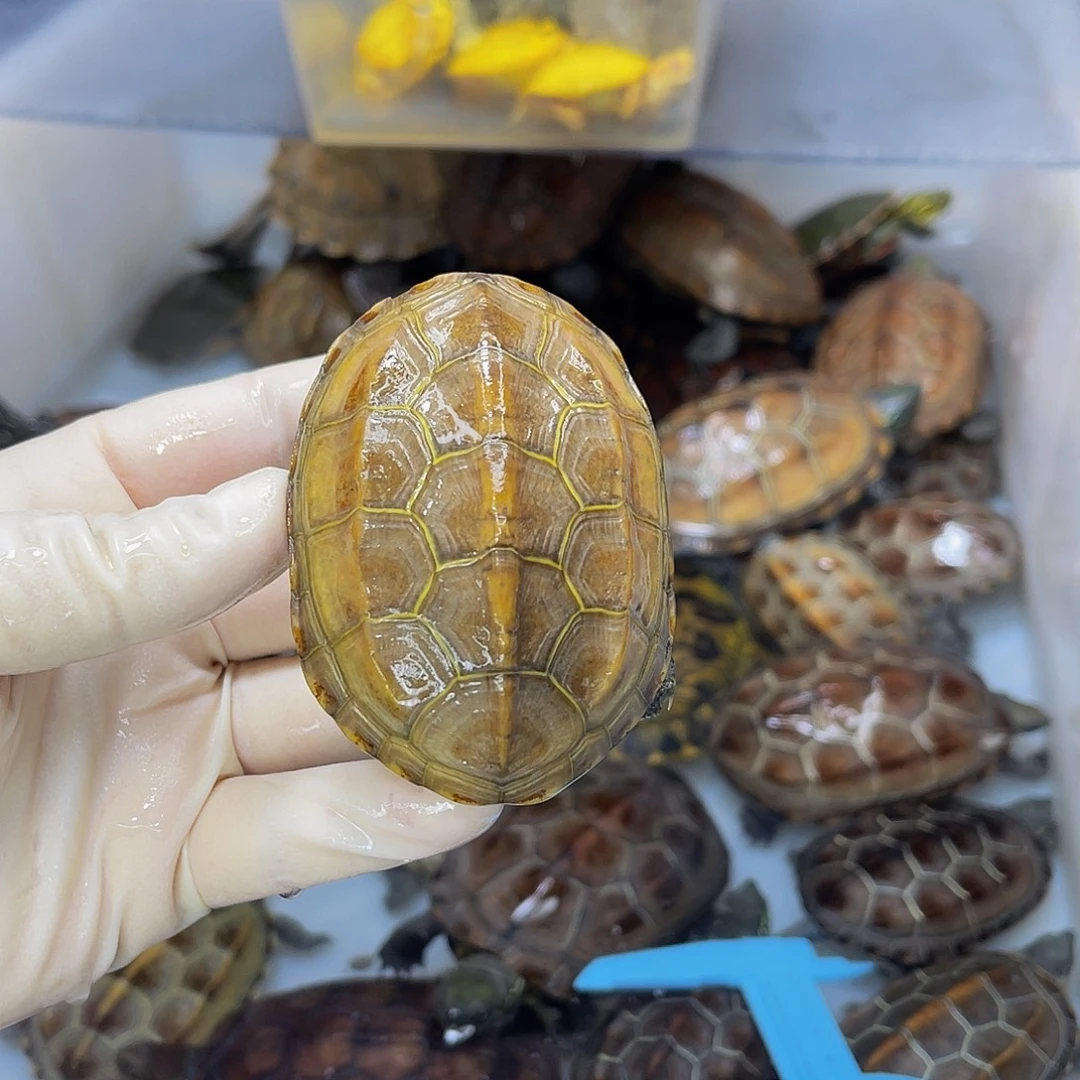 吴***o中华草龟公母搭配