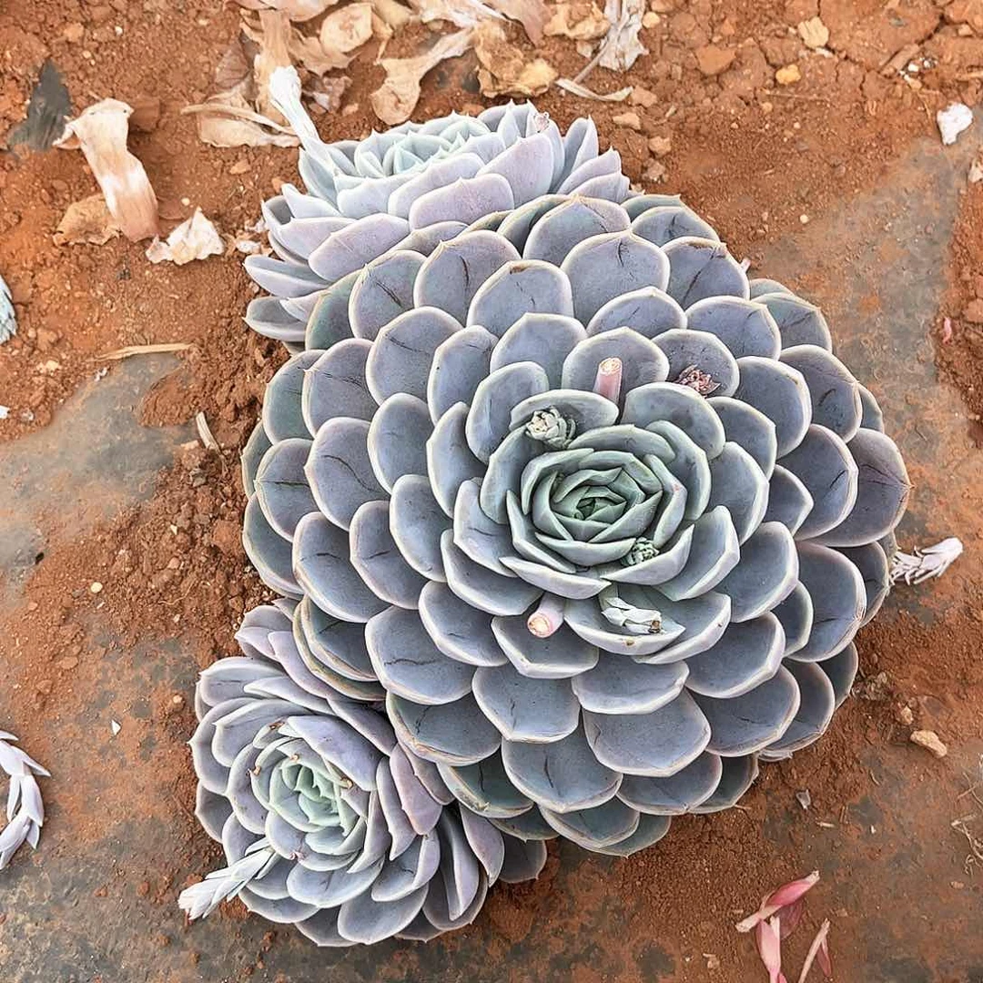 蓝色惊喜3通13.88多肉植物