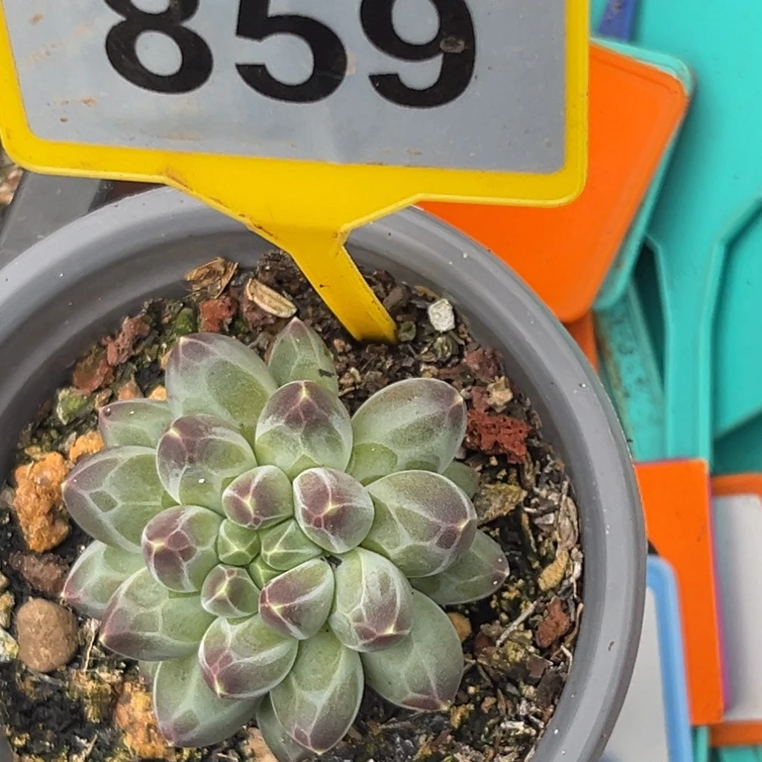 多肉植物申公豹美人859
