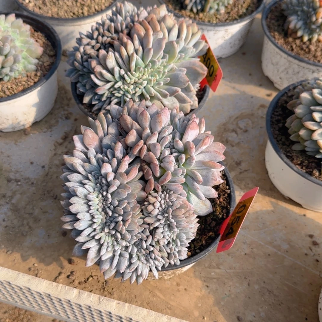 灬***灬054 400号缀两颗1111