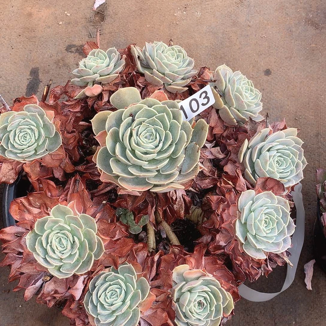 103天赐一物一拍多肉