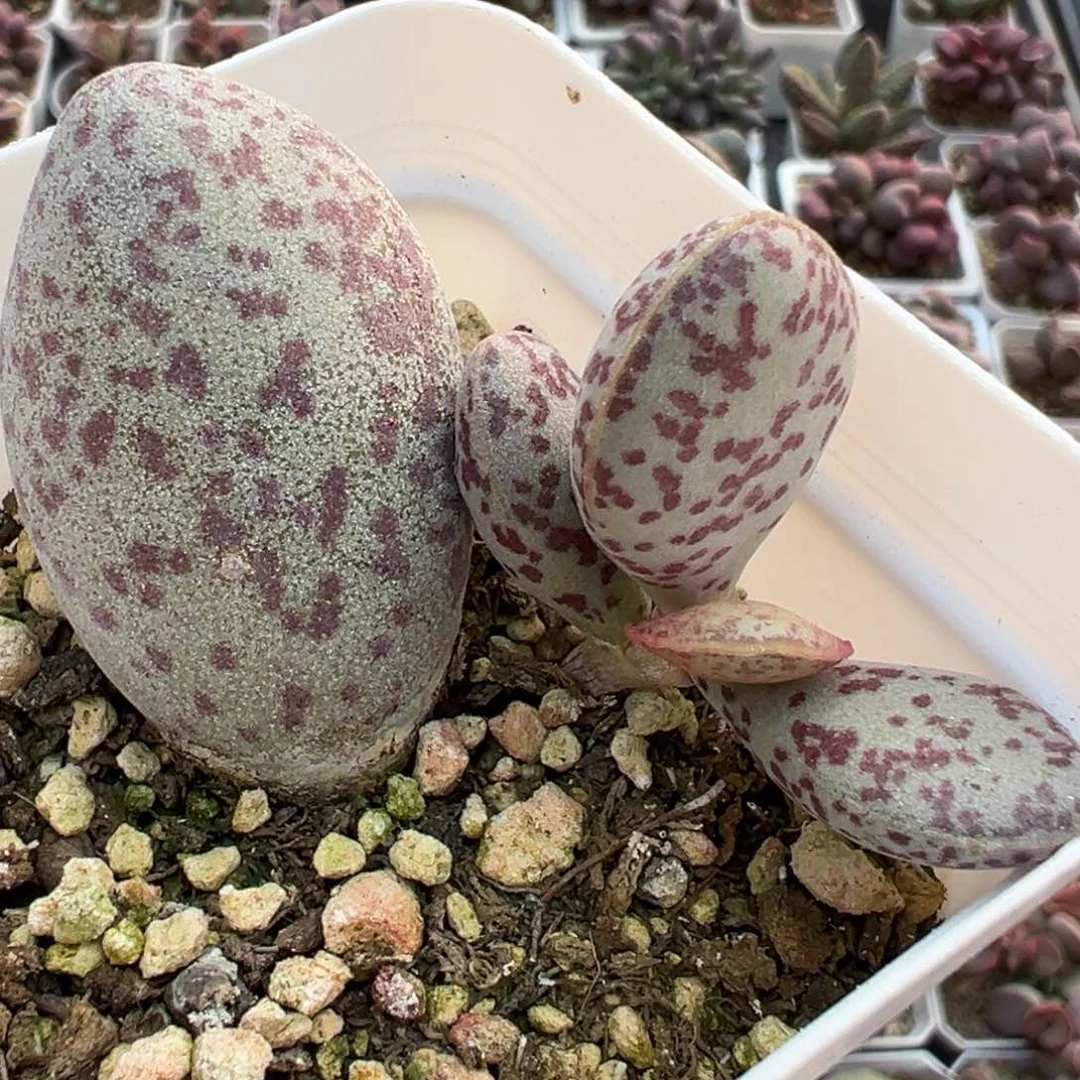 变量红点粉蛋大苗多肉植物