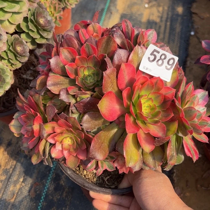 香妃微瑕多肉植物589