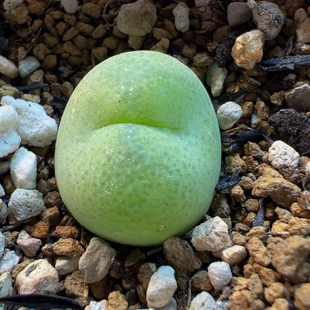 069多肉植物种类多样