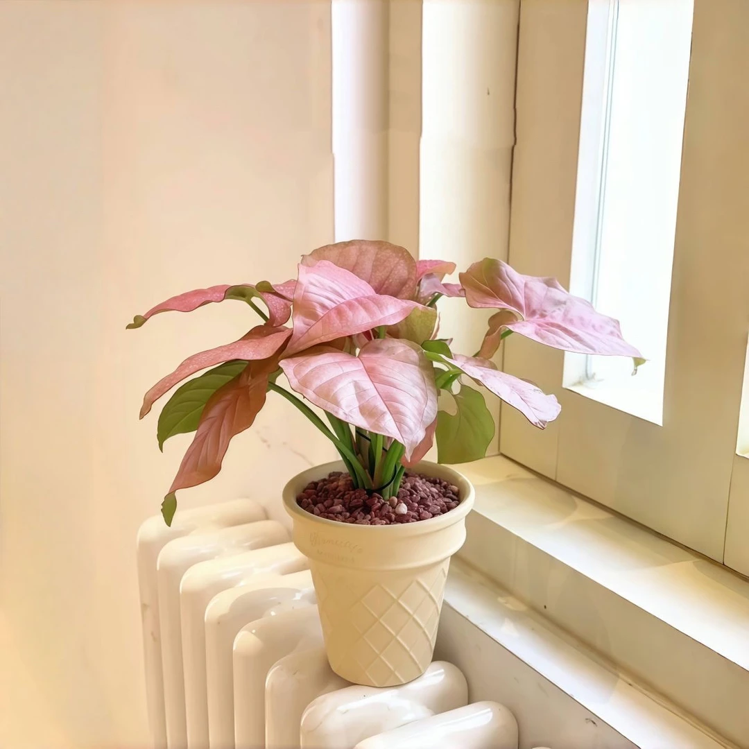 红粉佳人合果芋粉色植物盆栽办公室客厅桌面好养绿植花卉净化空气