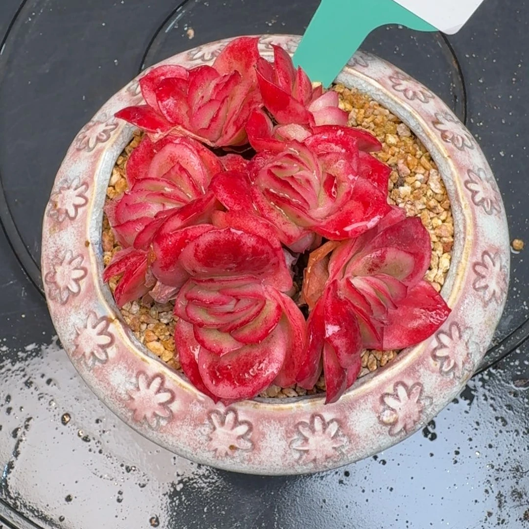 从前慢多肉精选编号1214.223