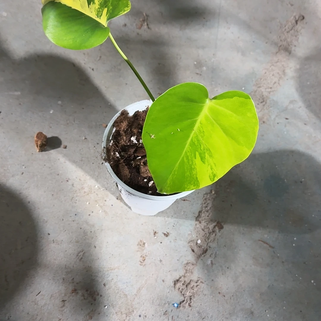 过***洲无花朵龟背竹植物一物一拍