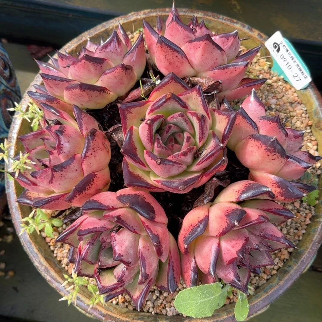 从前慢多肉精选产品0910.27