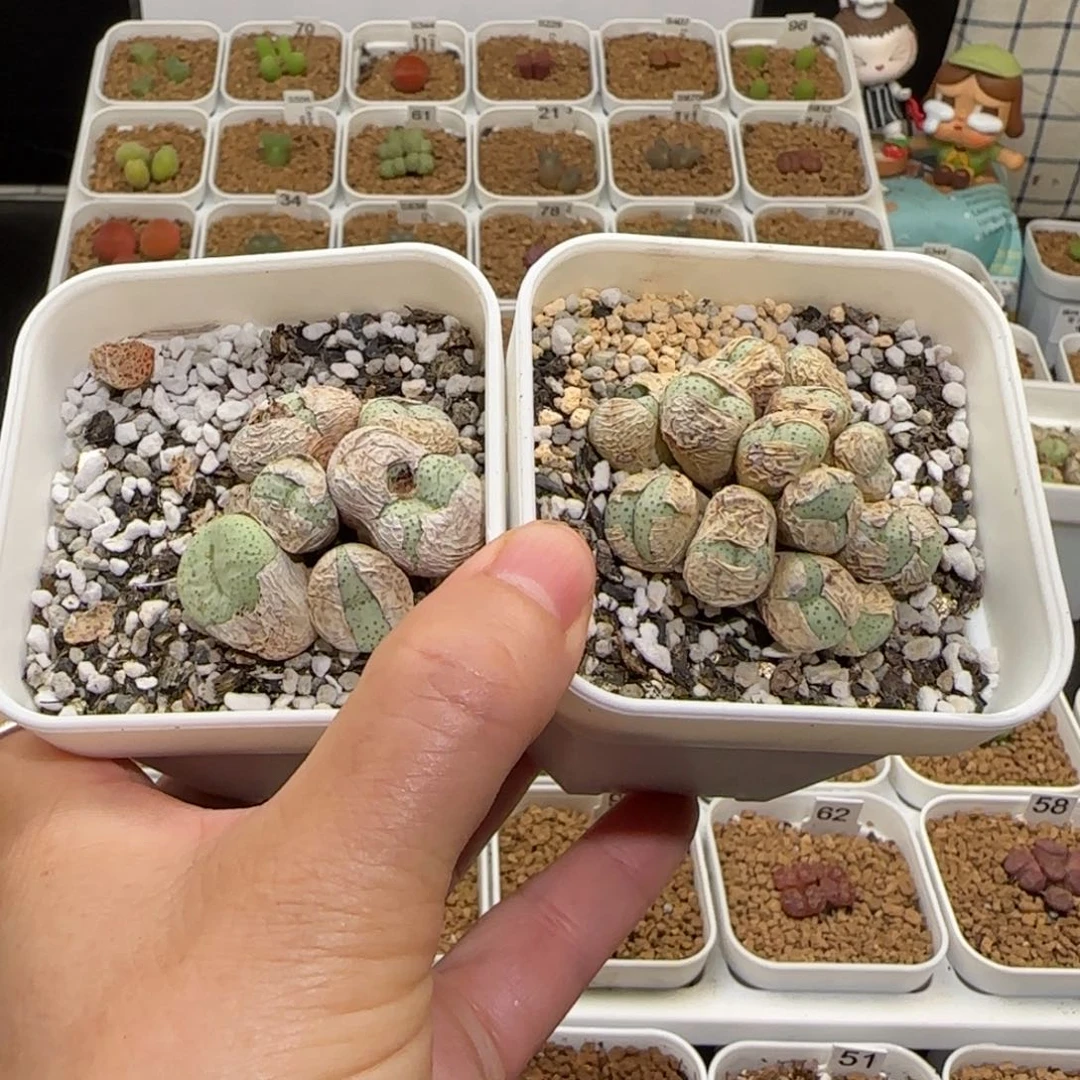 、****肉锥多肉植物组合-1574