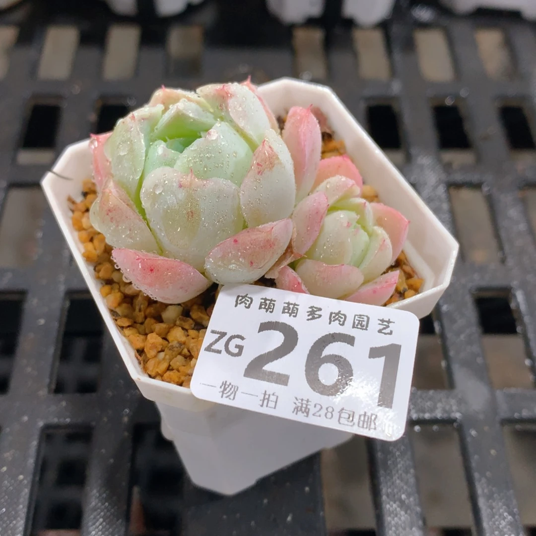 肉萌萌拇指盆精控多肉ZG261