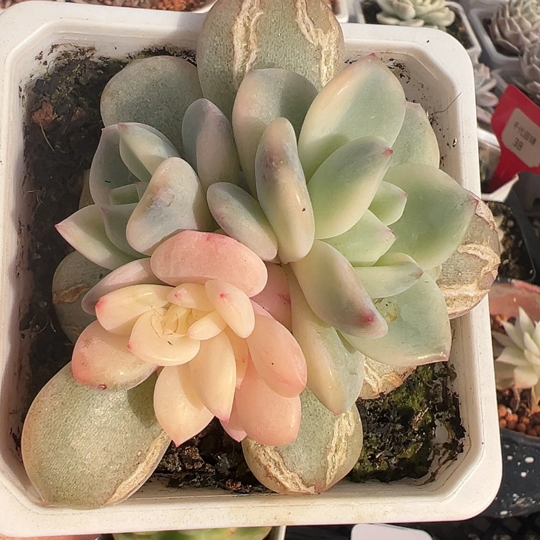 橙梦露锦多肉满38包邮