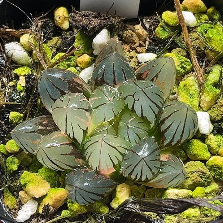 13龙爪玉露锦头家多肉十二卷