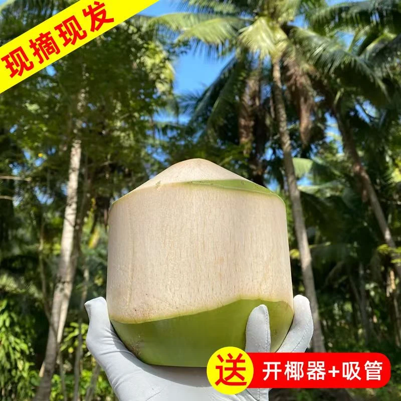 海南椰青新鲜椰子水果当季孕妇特产椰汁椰肉4/6/9个箱批发包邮
