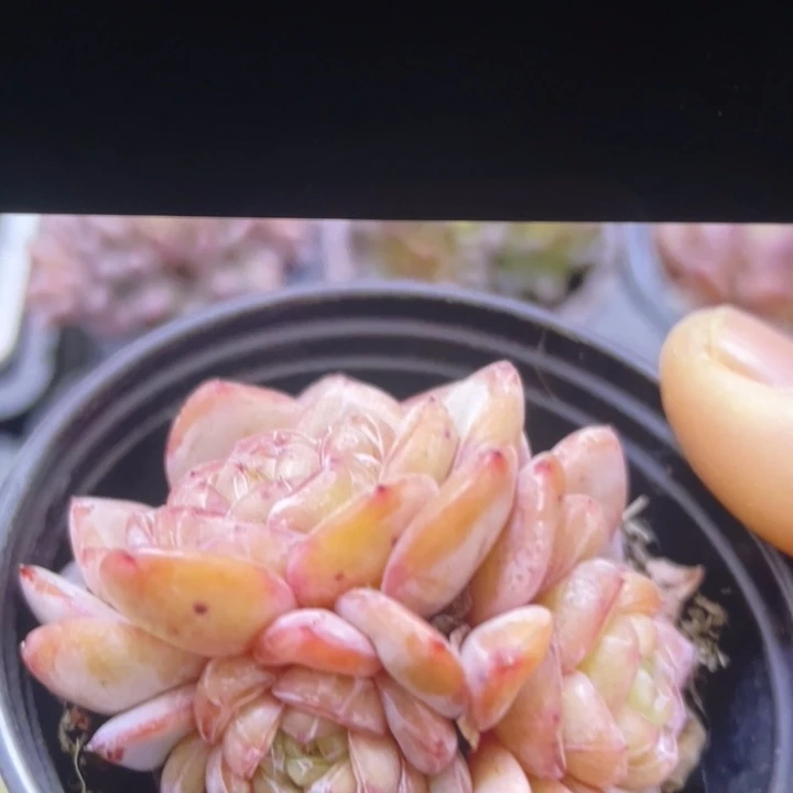 星星珍妮188888888