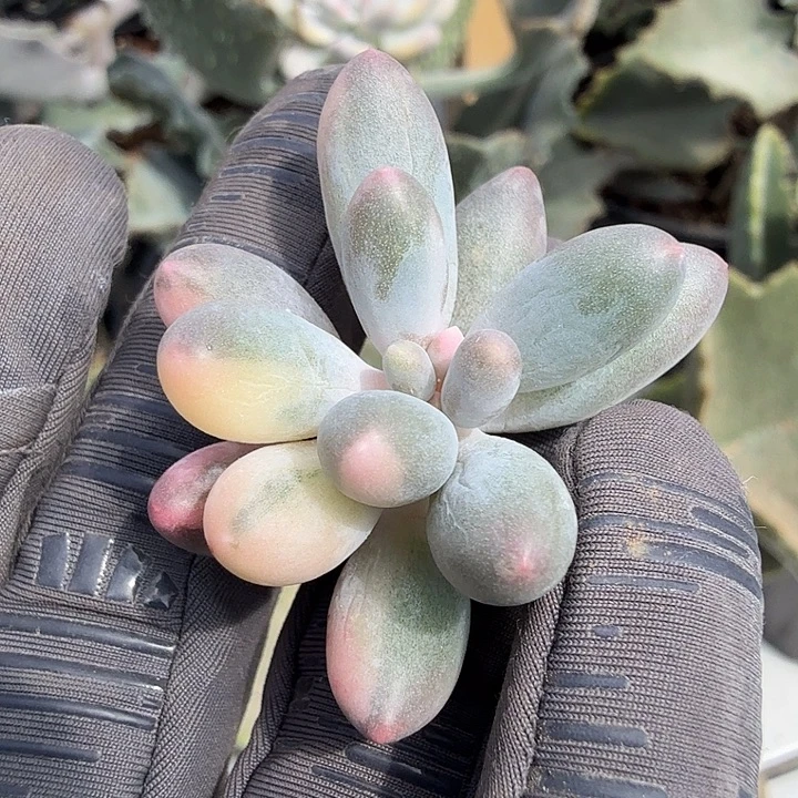 婴儿手指锦，花脸拉丝锦砍头