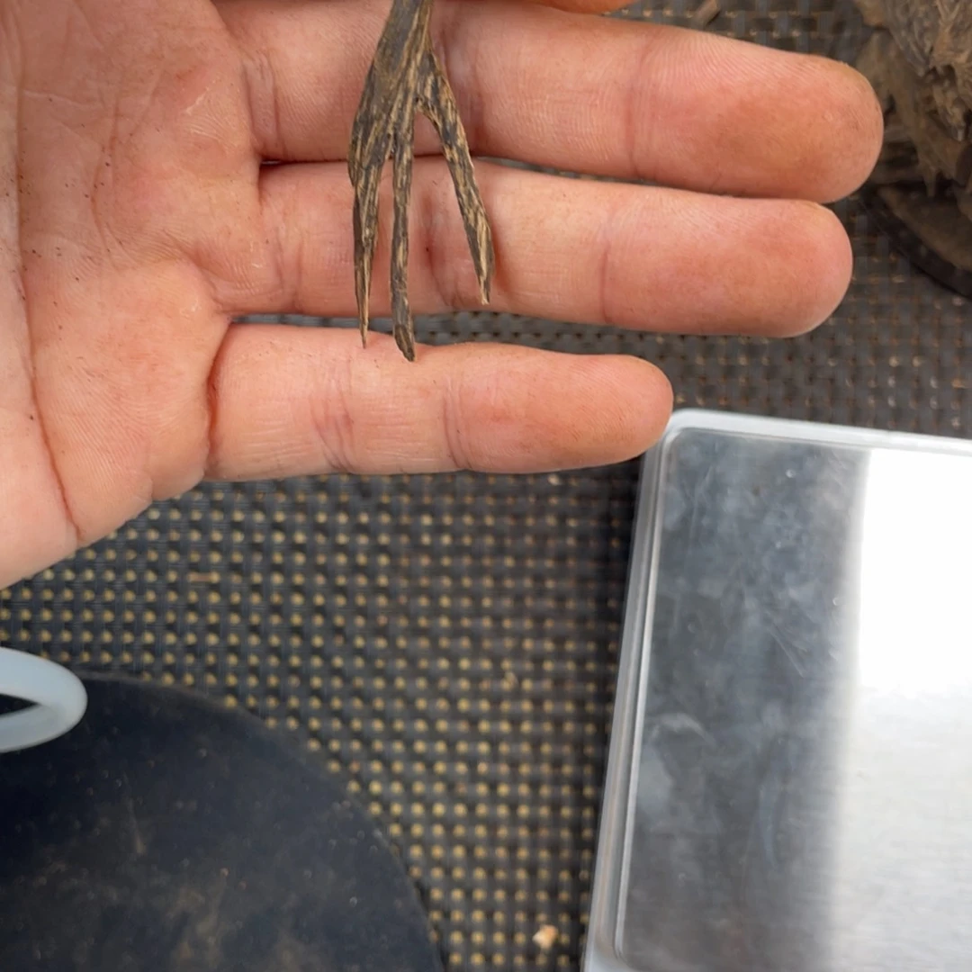 沉香沉香碎屑李胖胖达拉干