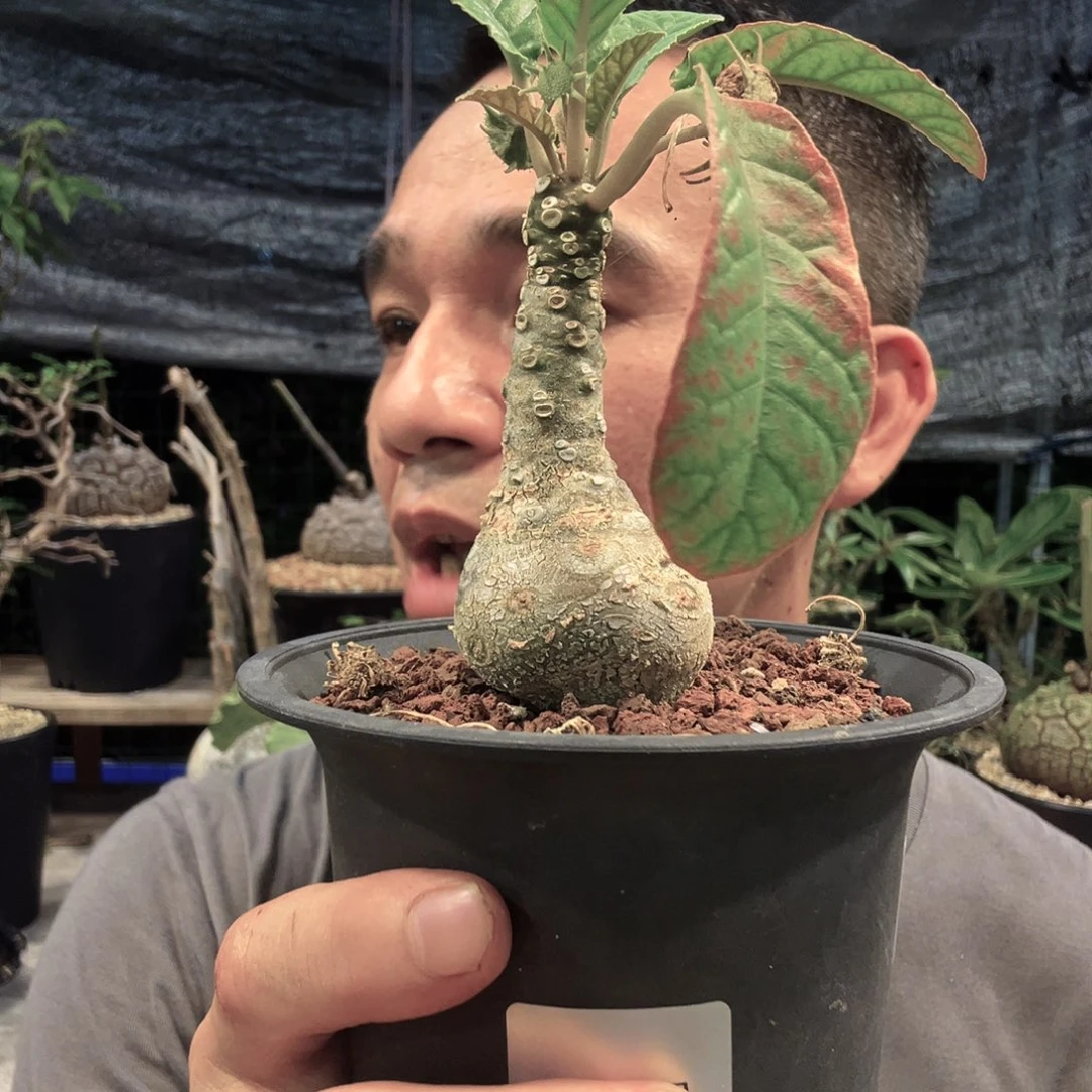 757硫桑脱土发货植物