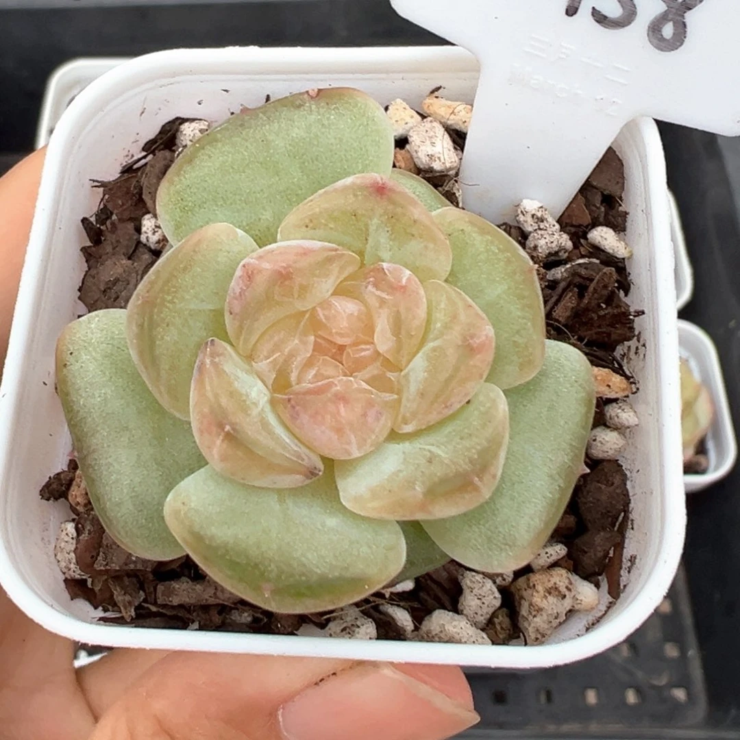 用****4458号朗月 晗雨多肉