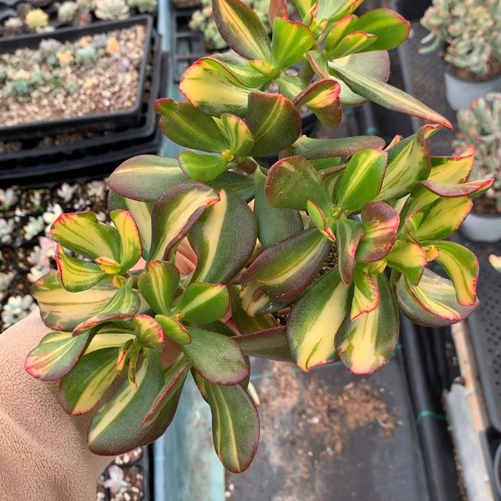 无花朵七彩碟锦多肉