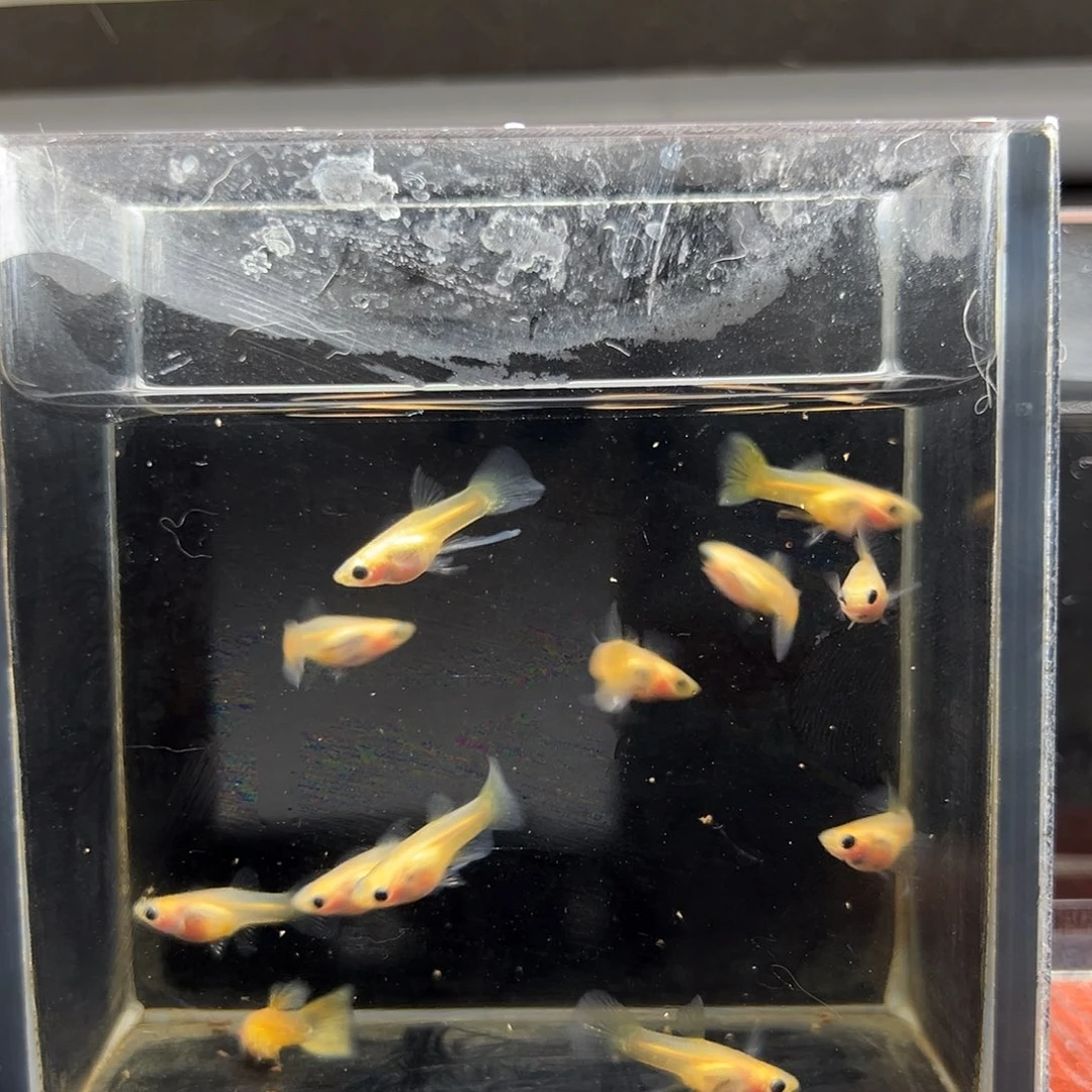 孔雀鱼黄蕾丝玻璃猫12条