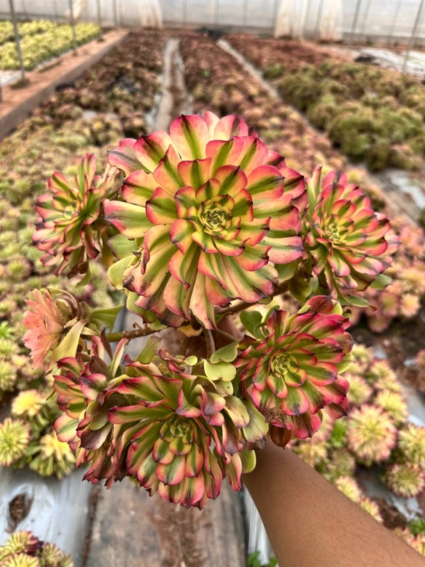 【都市丽人大波浪法师一颗包邮】阳台露台办公绿植盆栽