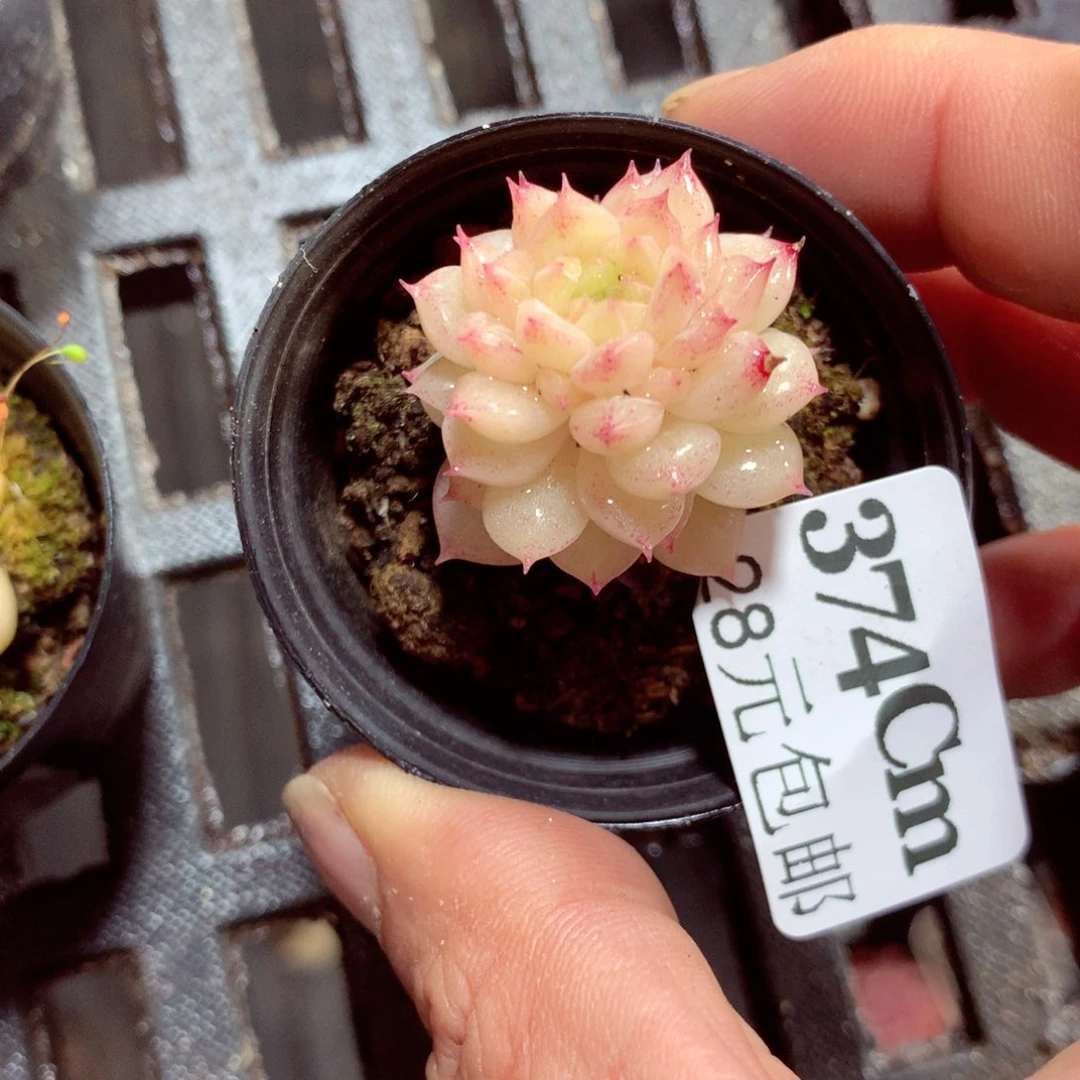 5厘米盆精控多肉374