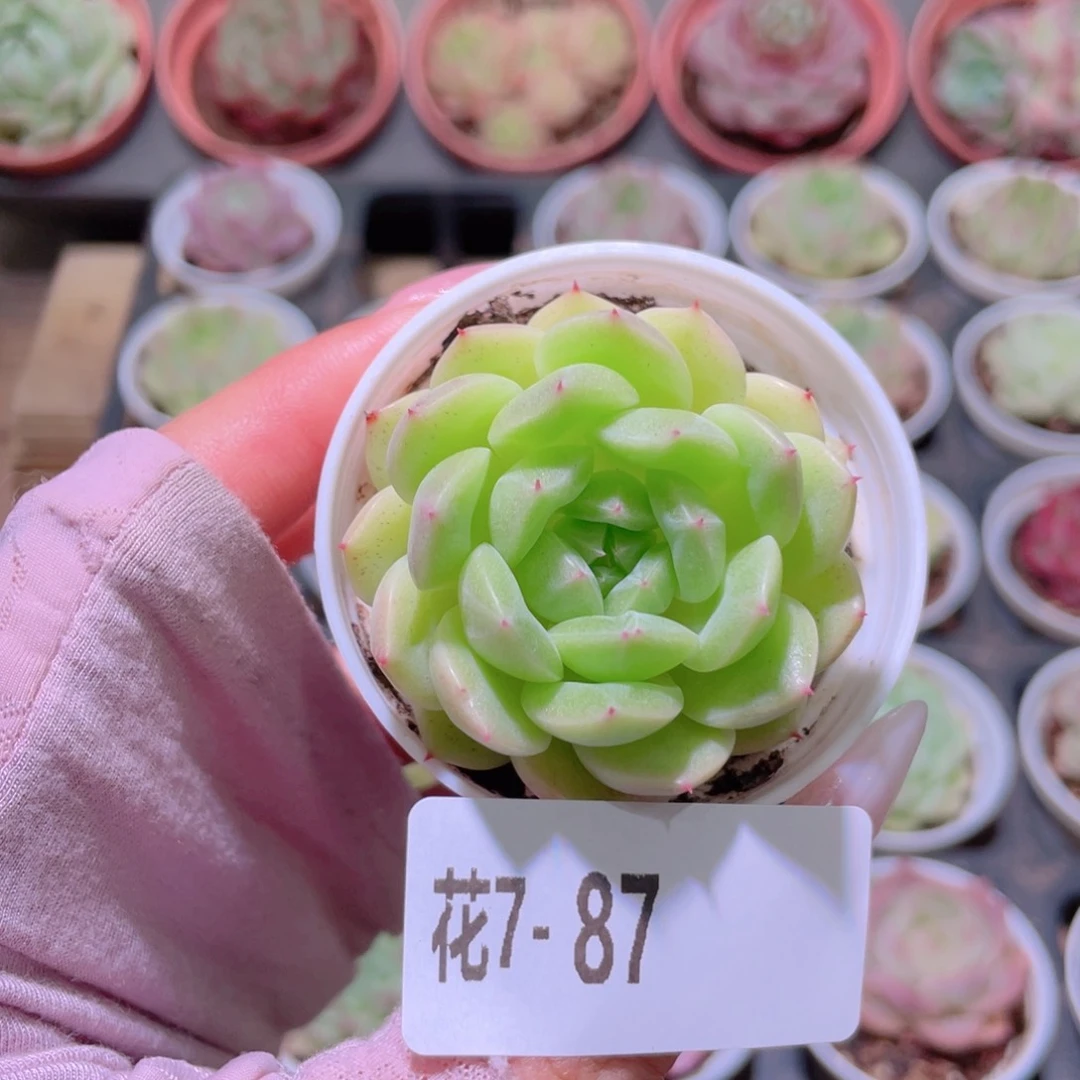 花利美7-87新品单头