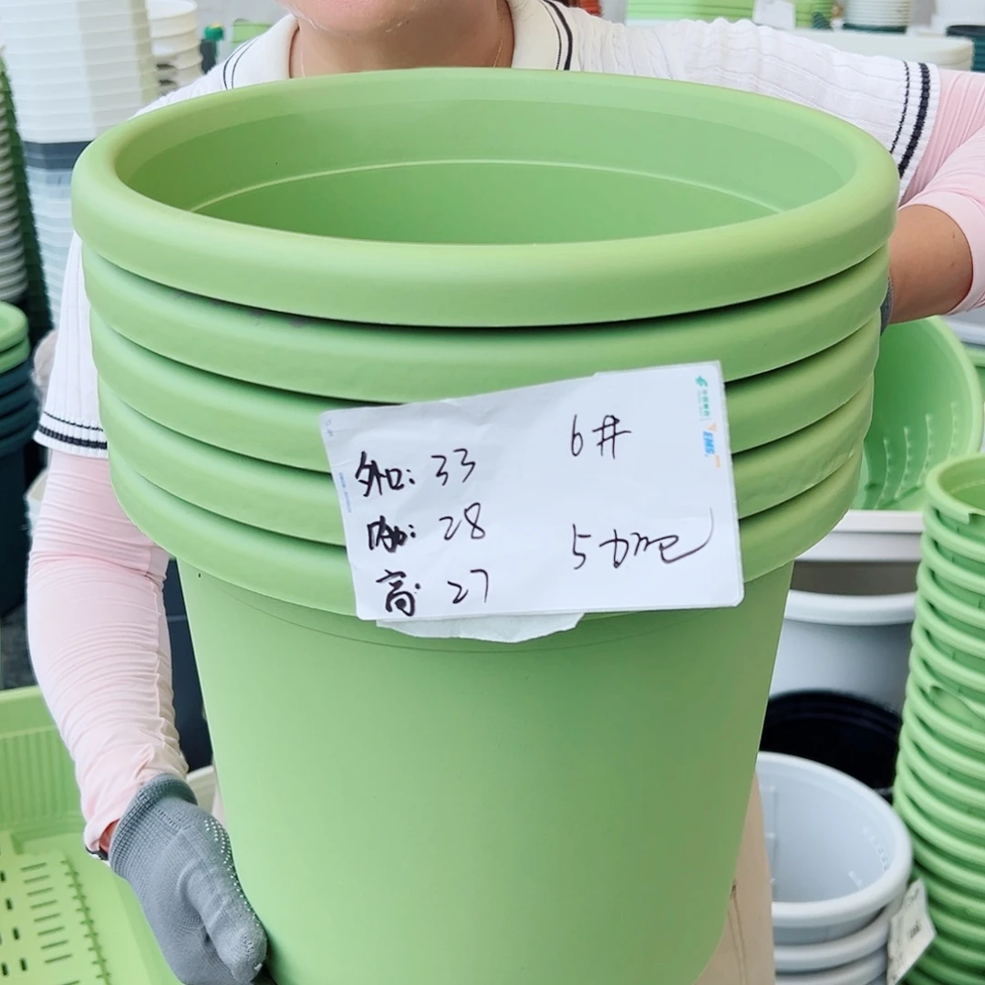 四季盆6#果绿色5个无托