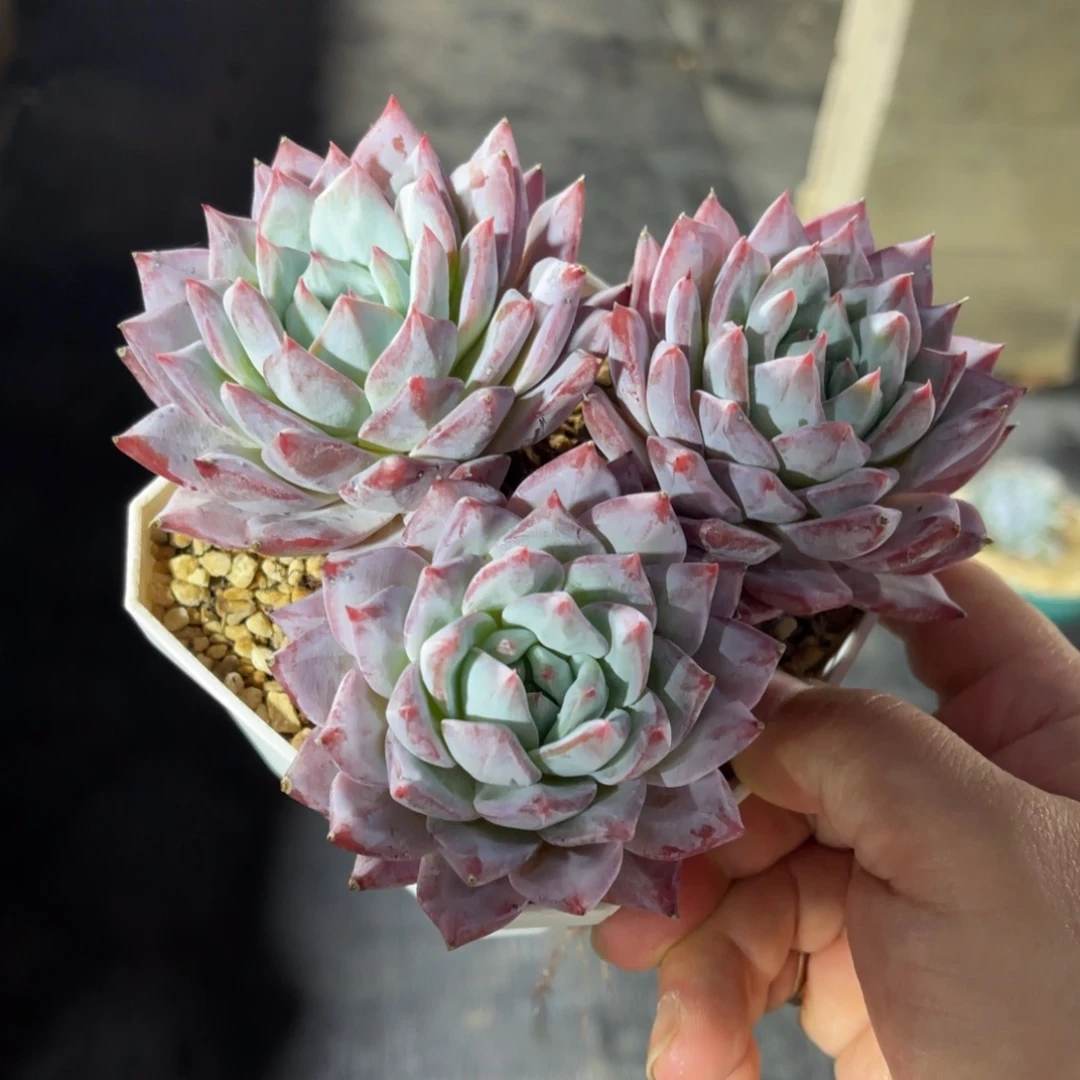 粉蓝鸟 一物一拍不支持退换