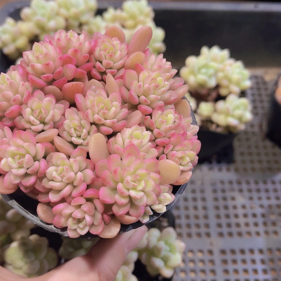 ~*～塔罗科锦多肉植物