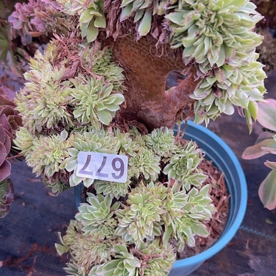 狂***️多肉植物一个碧浪
