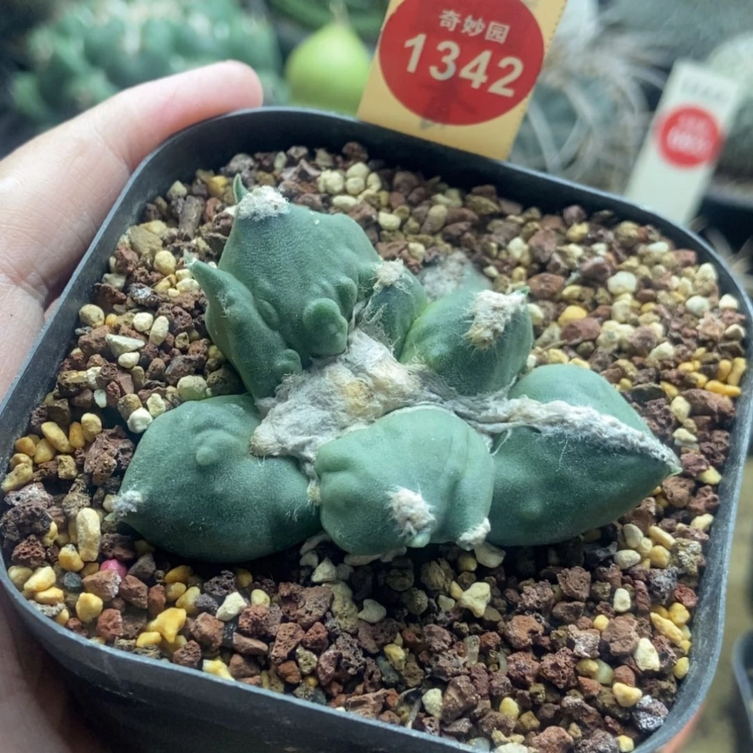 自根蛋尤怒涛牡丹一颗6cm