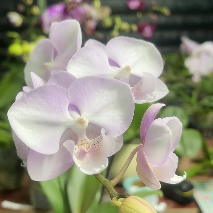 当前无花栽培后可以开花少女心