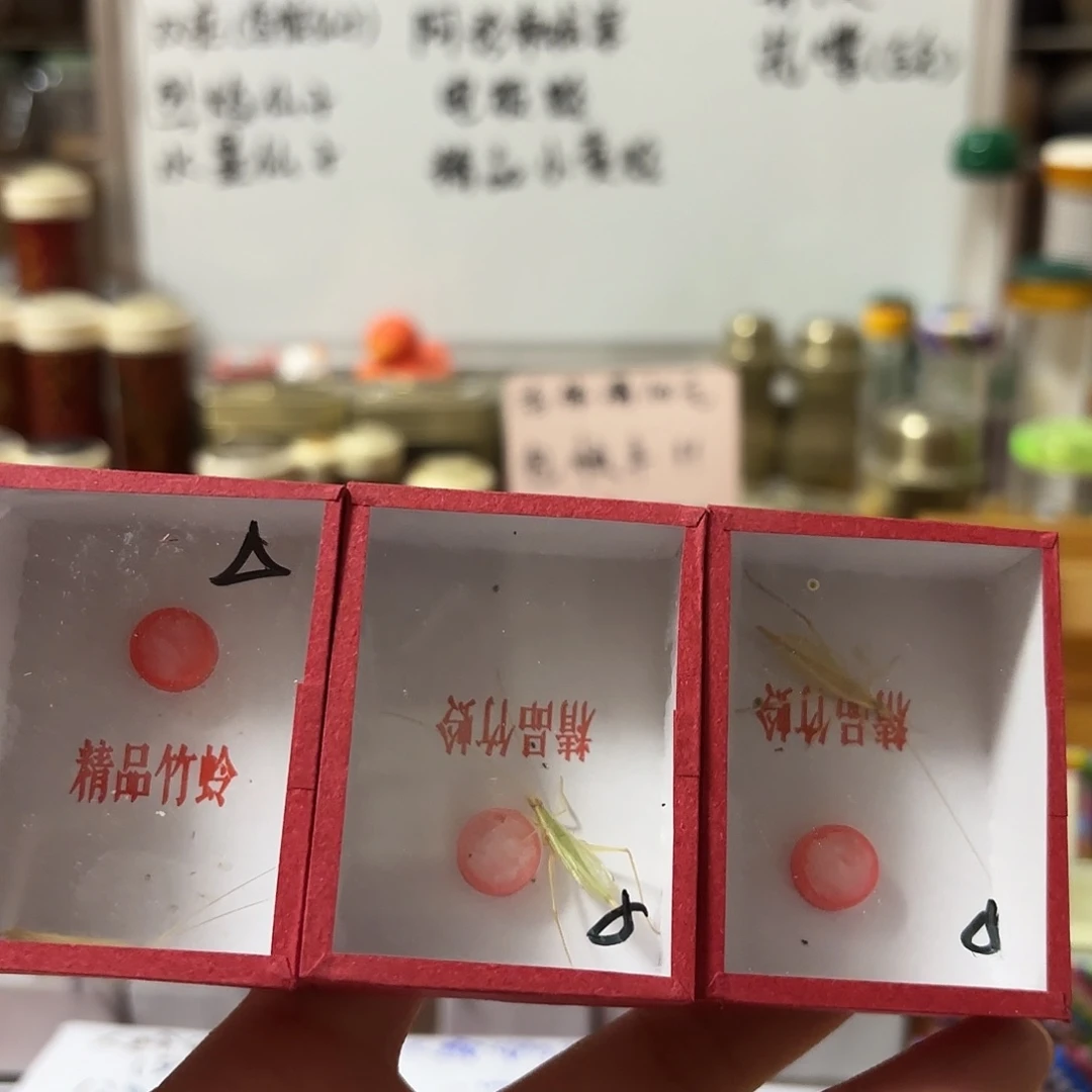 三条中须柬埔寨竹蛉