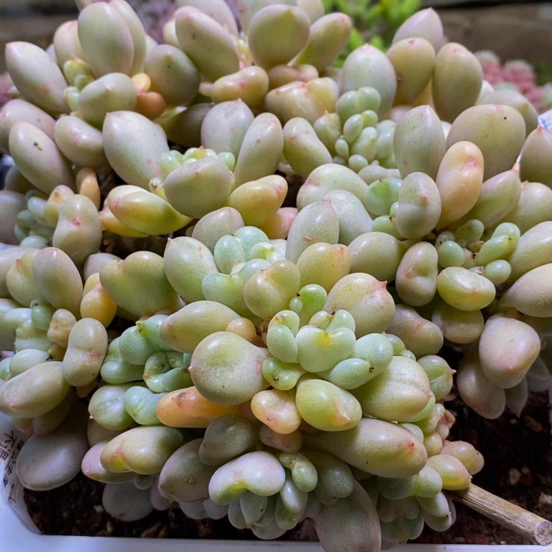 930比尔盖茨18cm多肉