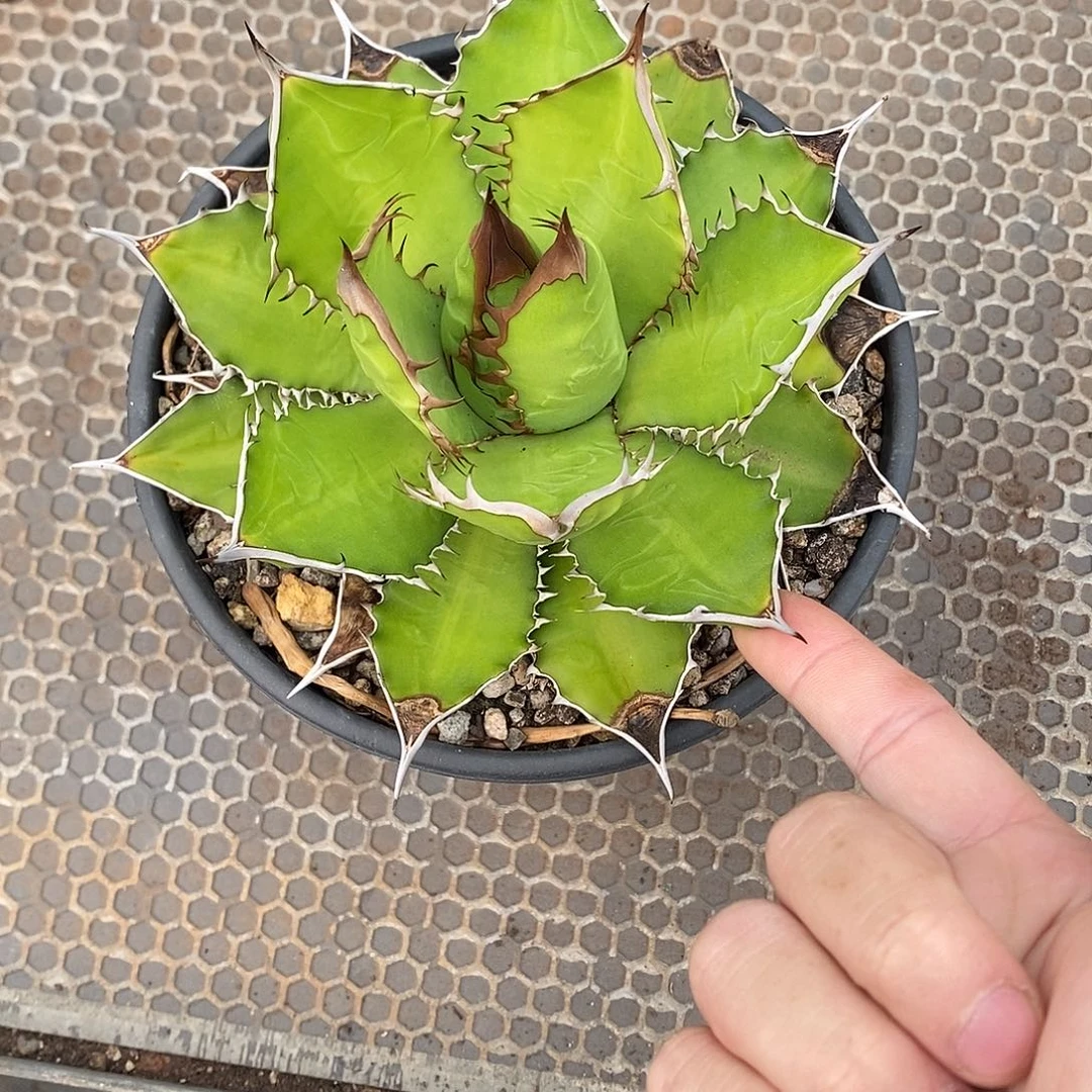 多肉植物龙蛇兰植物