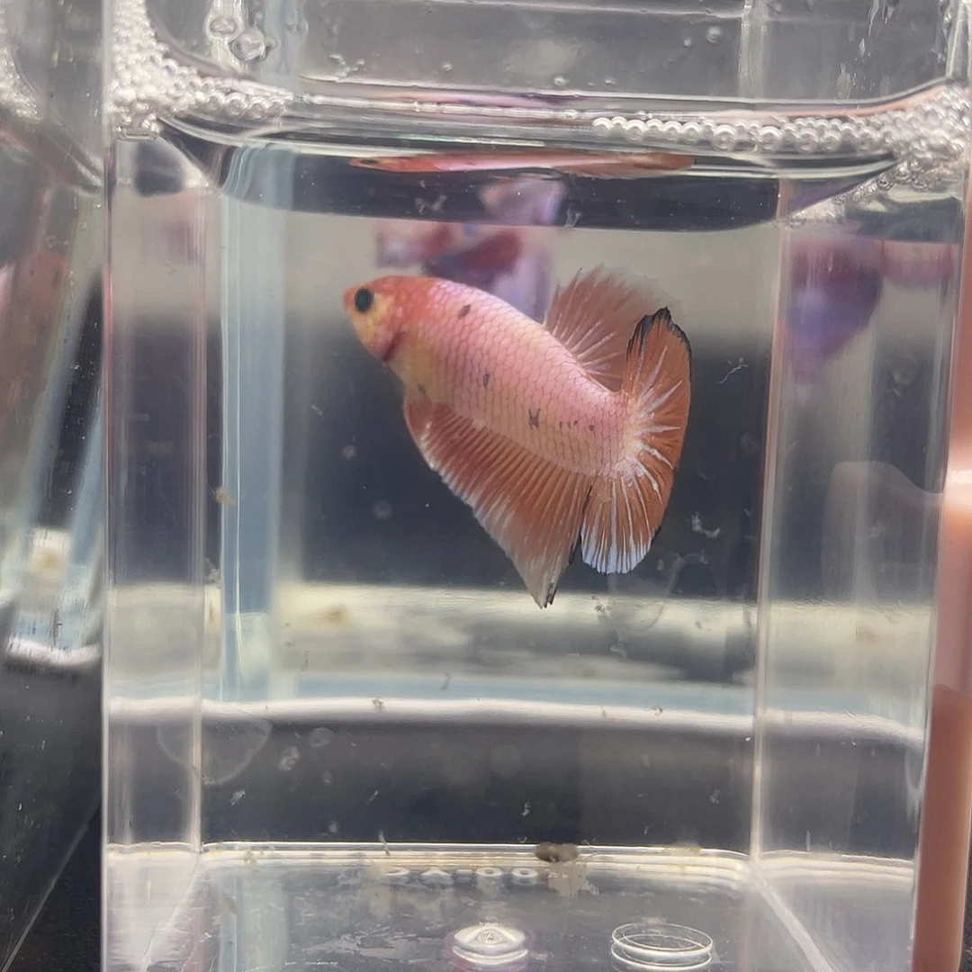 斗鱼可博泰斗092813