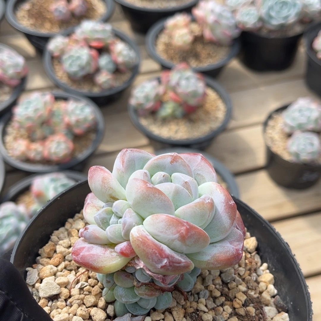 潜力股捧花一物一拍不支持退换