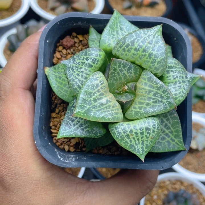 白鲸康平十二卷多肉