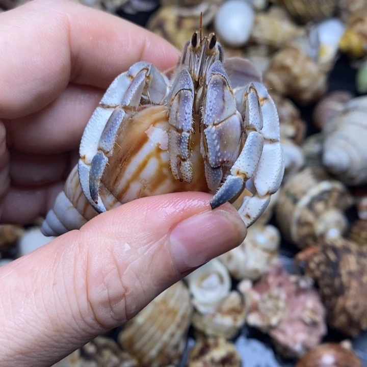 闪2福利浅色紫陆2.55口径，有一条腿缺尖