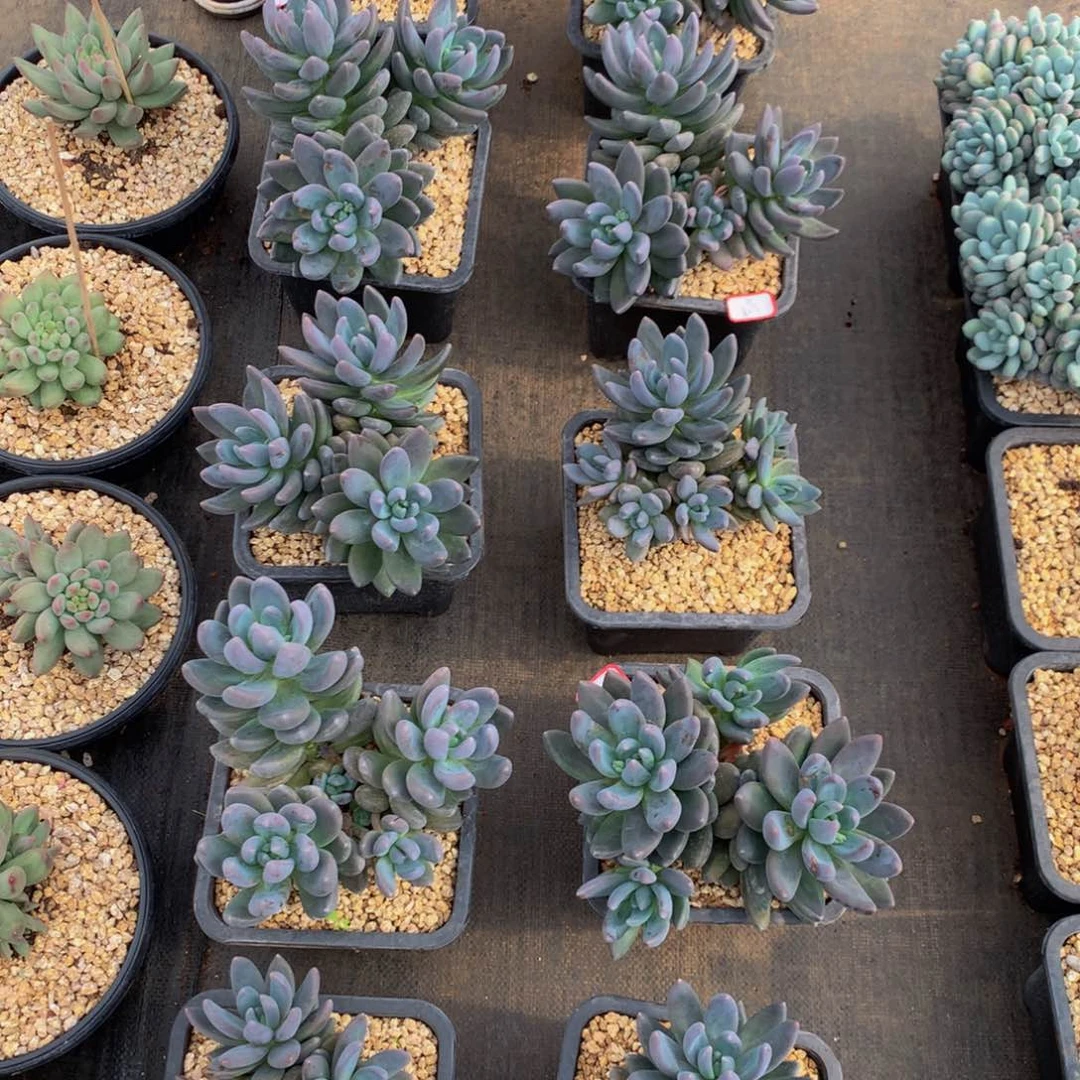 黑王子11111111111，