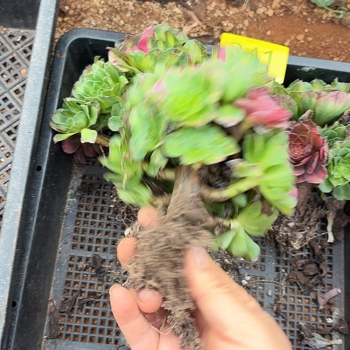 哈哈多肉葡萄福利241