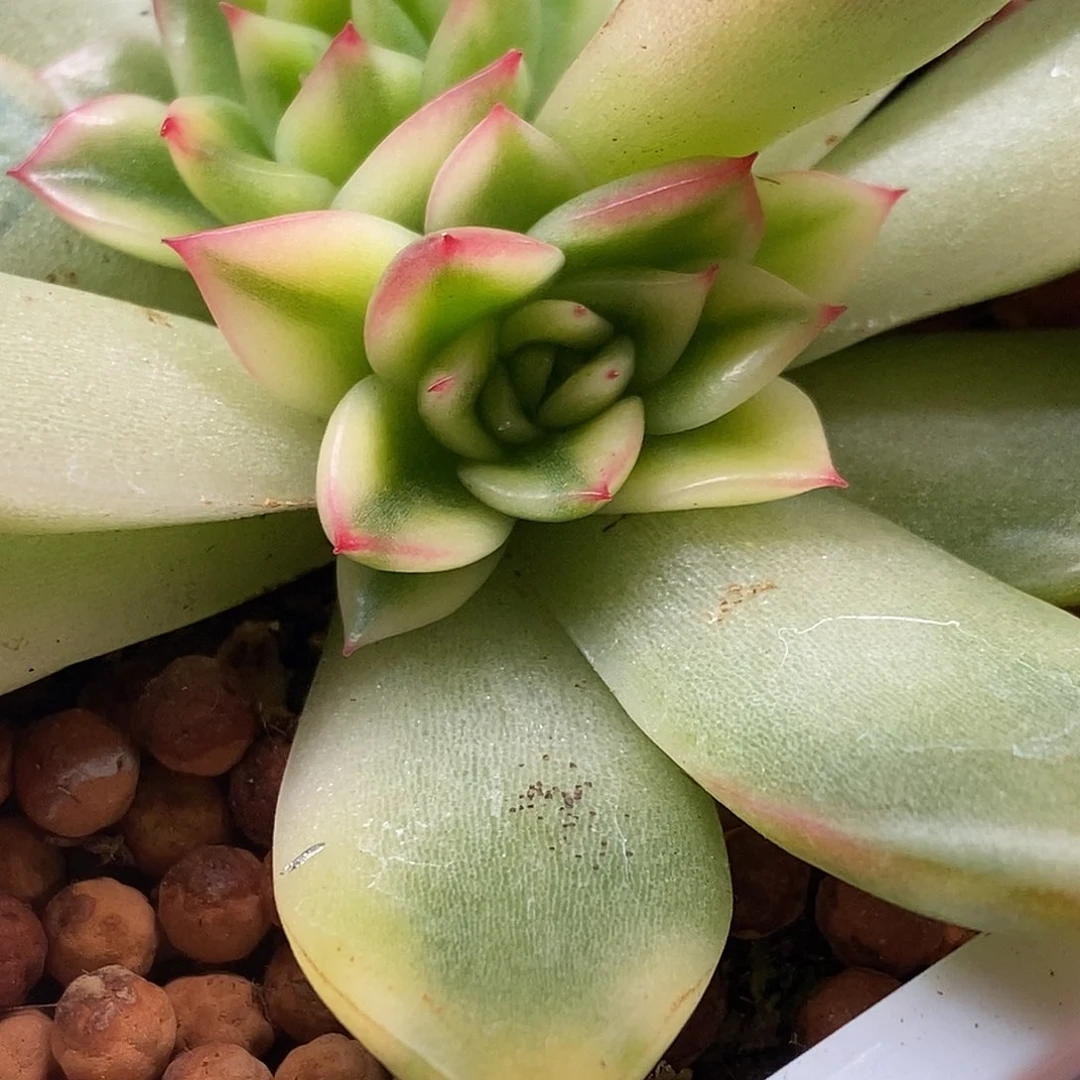 ?****索菲亚侧芽一物一一拍
