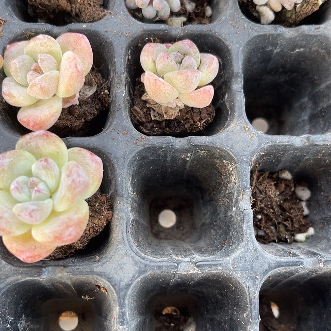 精品单头冰玉多肉植物