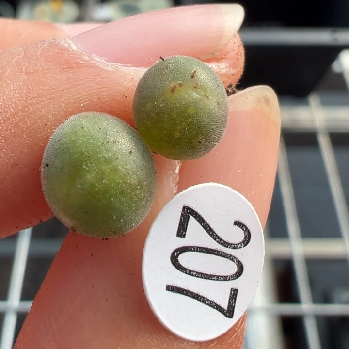 207号双11福利不代表平时价格